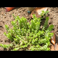 Gaillet croisette, Galium cruciata (3)